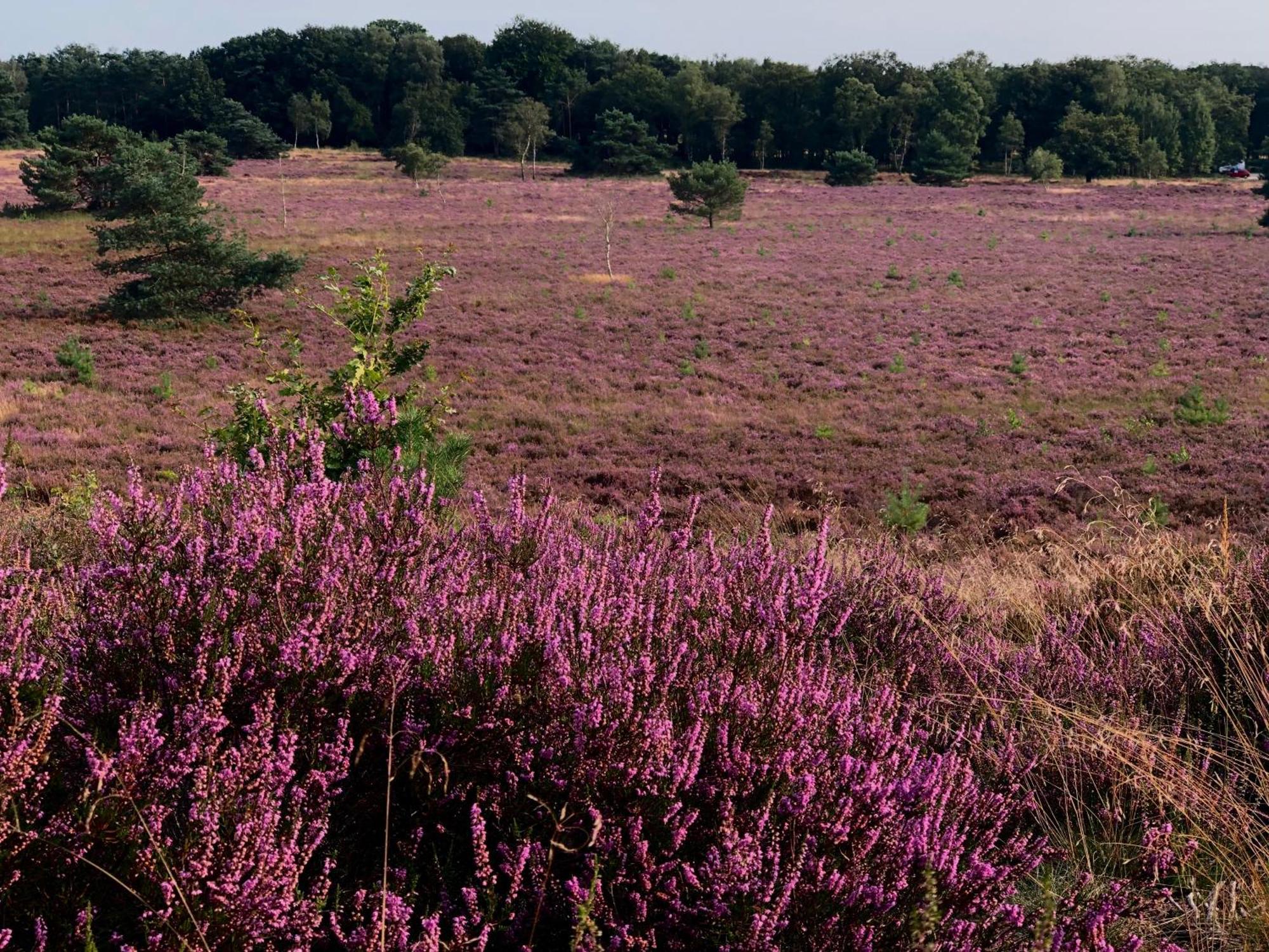 Het Natuurhuisje Op De Veluwe Nunspeet Εξωτερικό φωτογραφία
