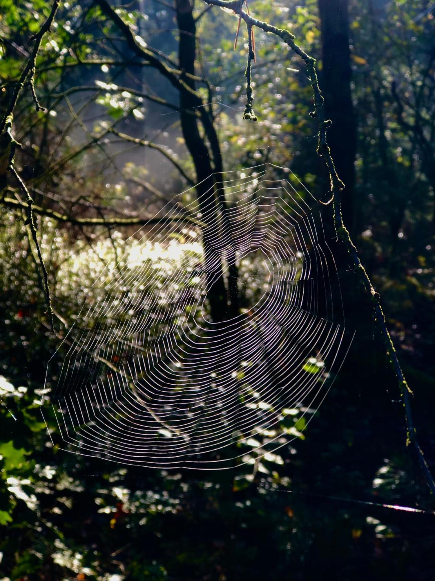 Het Natuurhuisje Op De Veluwe Nunspeet Εξωτερικό φωτογραφία